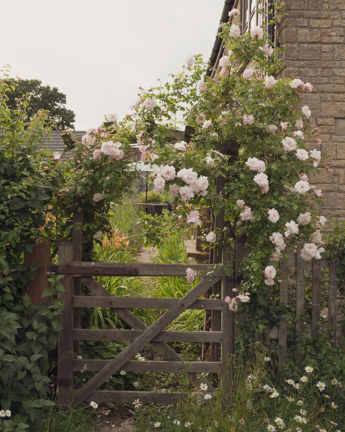 Climbing roses in flower over a timber garden gate against a stone wall