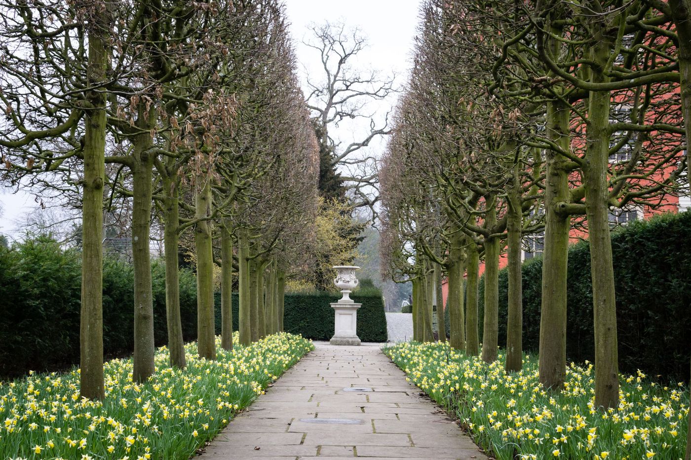 An avenue of trees underplanted with daffodils along a paved path in spring